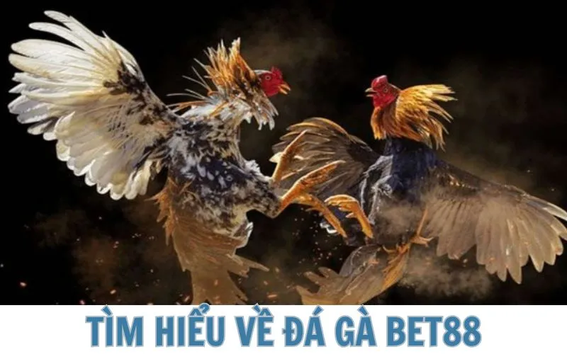 Giới thiệu tổng quan về bộ môn đá gà BET88 hấp dẫn 