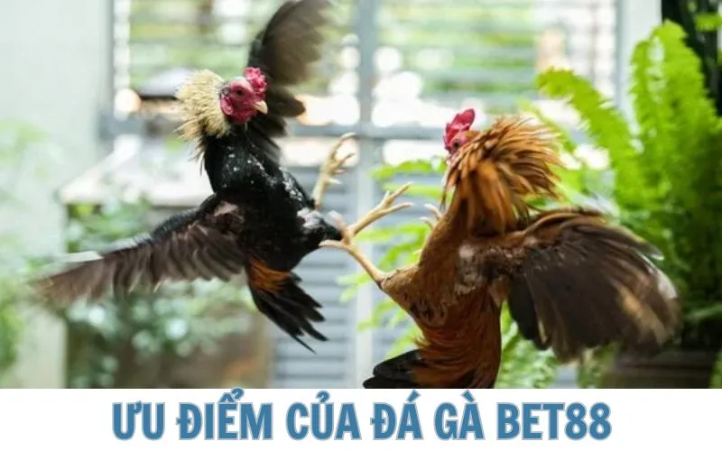 Ưu điểm khi xem phát sóng tại BET88