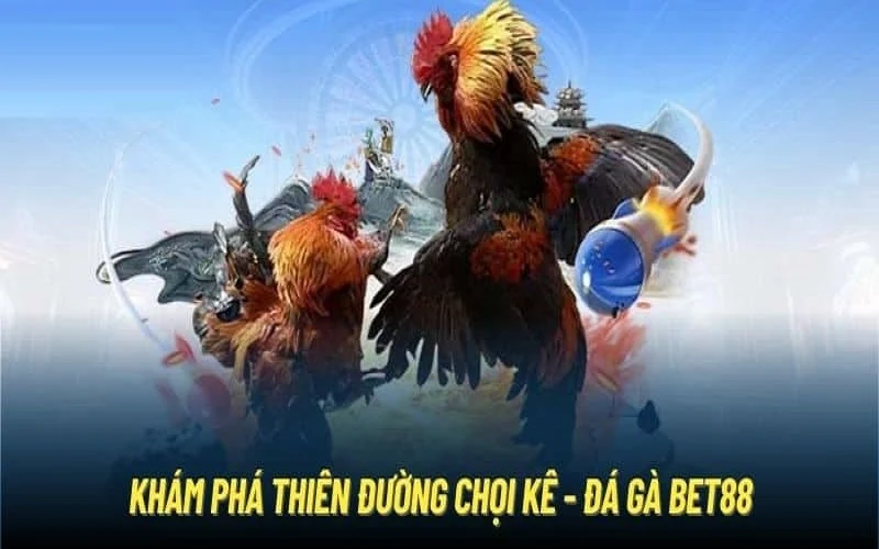Theo dõi trực tiếp đá gà siêu kịch tính tại BET88